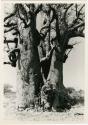 [Baobab tree]: Boy starting to climb a large baobab tree (print is a cropped image)