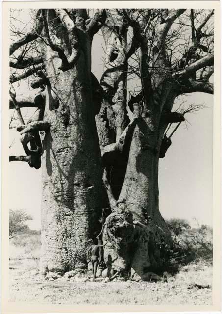 [Baobab tree]: Boy starting to climb a large baobab tree (print is a cropped image)