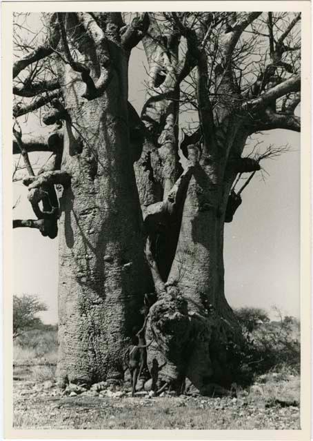 [Baobab tree]: Boy starting to climb a large baobab tree (print is a cropped image)