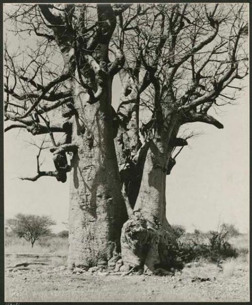 [Baobab tree]: Boys climbing a large baobab tree, half-way up (print is a cropped image)