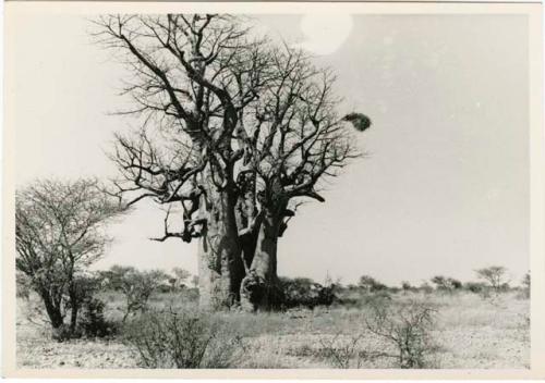 [Baobab tree]: Baobab tree, distant view (print is a cropped image)