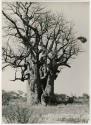 [Baobab tree]: Baobab tree, distant view (print is a cropped image)