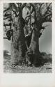 [Baobab tree]: Boy starting to climb a large baobab tree (print is a cropped image)