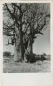 [Baobab tree]: Boy starting to climb a large baobab tree (print is a cropped image)