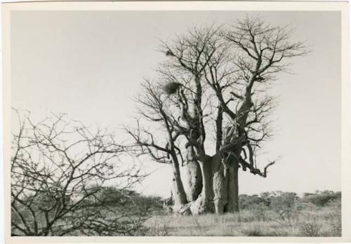 [Baobab tree]: Baobab tree without leaves (print is a cropped image)