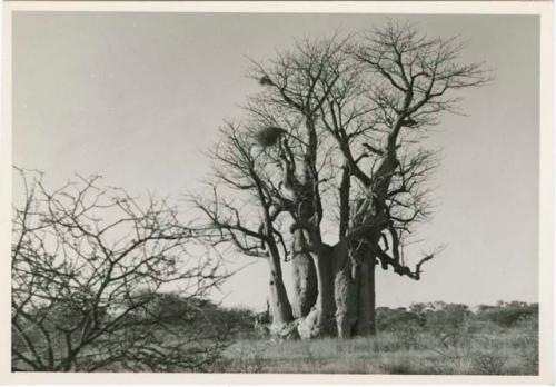 [Baobab tree]: Baobab tree without leaves (print is a cropped image)