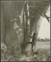 [Baobab tree]: "Crooked /Qui" beginning to climb a baobab tree using the pegs driven into the bark (print is a cropped image)
