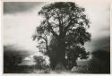 [Baobab tree]: Skerms in front of a baobab tree (print is a cropped image)