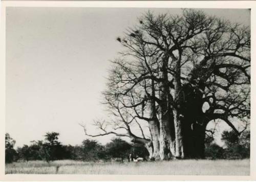 [Baobab tree]: Baobab tree without leaves, with the expedition Jeep parked underneath it (print is a cropped image)