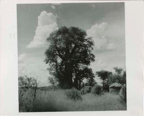 [Baobab tree]: Four skerms in front of a baobab tree