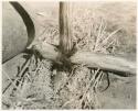 "Firemaking": Firesticks in position for fire making with powdered charred wood (print is a cropped image)