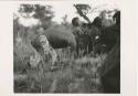 "Night dance at Tsumkwe 1957-8, some published in my [Lorna Marshall's] dance paper": Medicine man curing a woman (print is a cropped image)