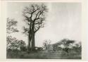 "Daytime dance at Gautscha": Two baobab trees