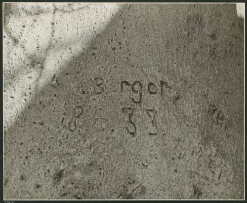 "Names on baobab trees": "I[?]. Berger  8.4.33" carved in the trunk of a baobab tree, close-up (print is a cropped image)