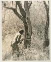 Gau approaching a tree with an axe to chop out honey

