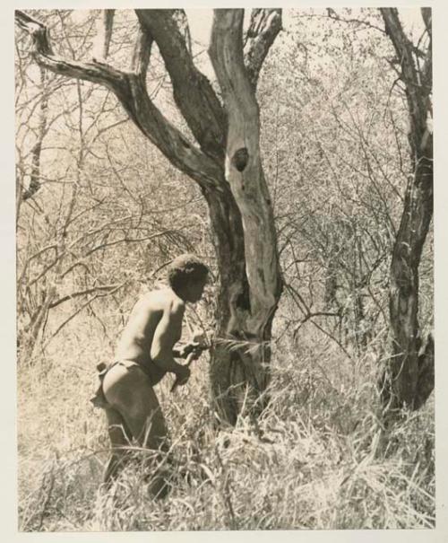 Gau approaching a tree with an axe to chop out honey

