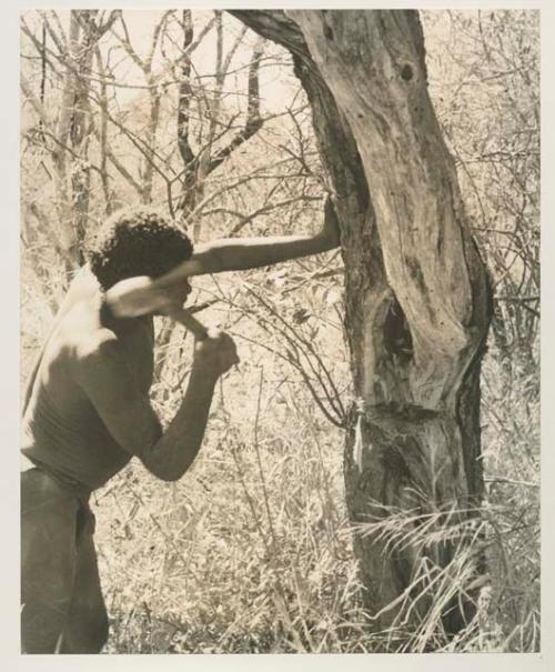 Gau chopping a tree with an axe to get honey


