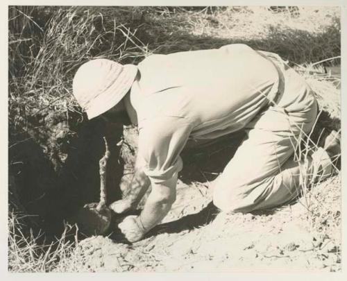 Robert Story pulling out a root, close-up


