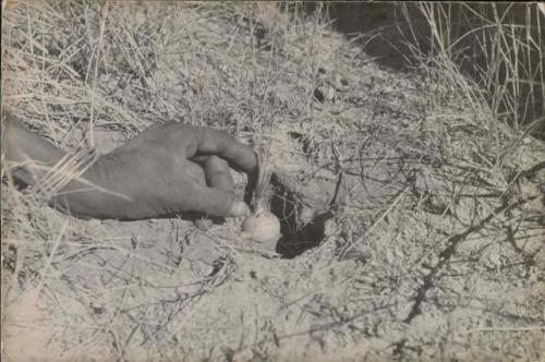 Person taking roots out of a hole


