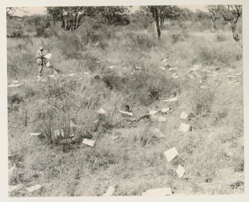 Robert Story spreading papers to dry on the grass, distant view

