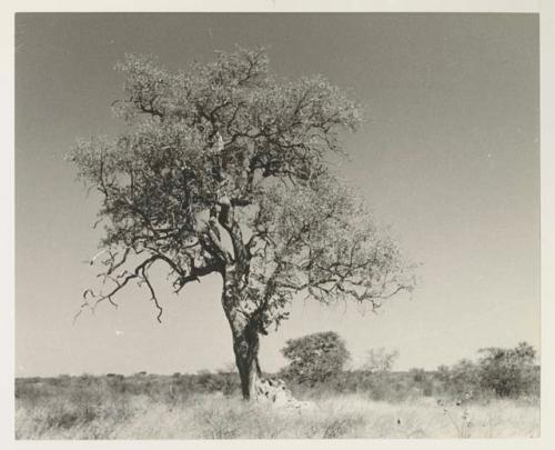 Tree against the sky

