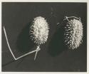 Plant specimens, two wild cucumbers, close-up

