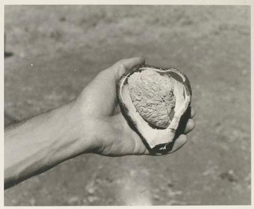 Robert Story holding a plant specimen, cut open to show the interior
