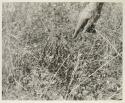 Robert Story pointing to a plant specimen, a stem or leaf in the grass
