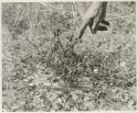 Robert Story pointing to a plant specimen
