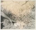 Robert Story pointing to a plant specimen in the grass

