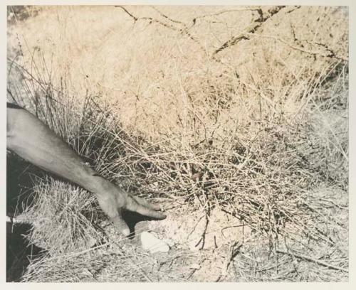 Robert Story pointing to a plant specimen in the grass

