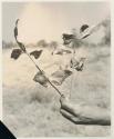 Robert Story holding up a plant specimen, a branch with leaves

