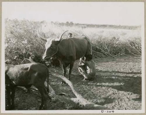 Man milking a cow that belongs to Muremi, a Gciriku border guard at Cho/ana (print is a cropped image)