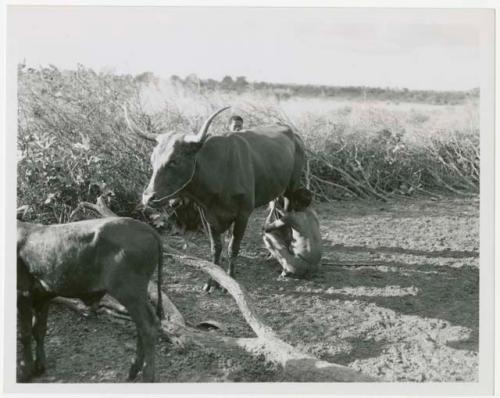 Man milking a cow that belongs to Muremi, a Gciriku border guard at Cho/ana (print is a cropped image)