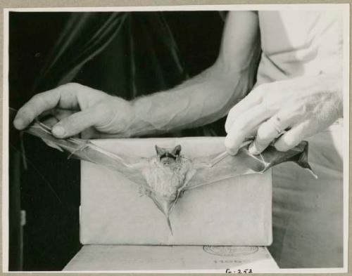 Charles Handley holding apart a bat's wings (print is a cropped image)