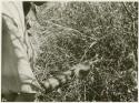 Person's hand holding a plant in the grass (print is a cropped image)