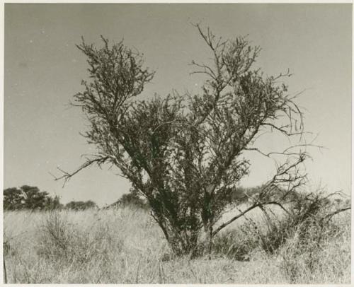 Tree showing drought-resistant leaves