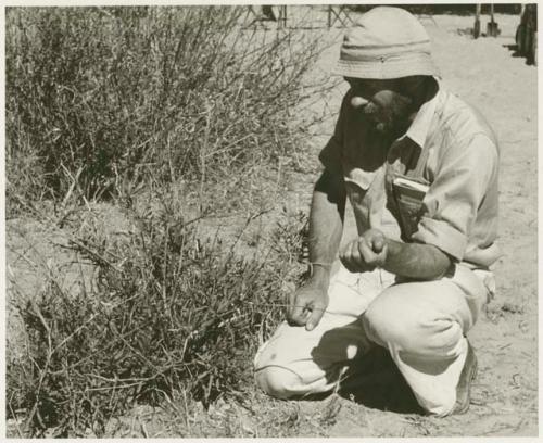 Robert Story kneeling beside a plant