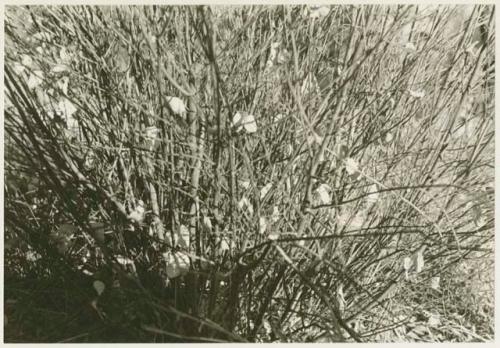 Shrub with white leaves (print is a cropped image)