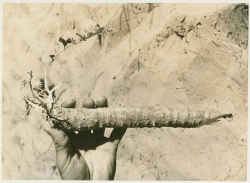 Person's hand holding a root (print is a cropped image)