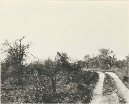 Road and an ant hill

