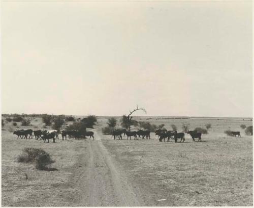 Cattle crossing road on the way towards Lake Ngami