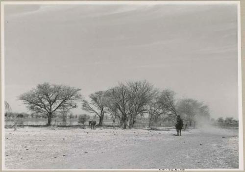 Distant view of man on horseback in front of trees

