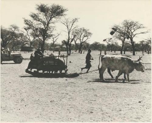 Sleds pulled by oxen at Sehitwe