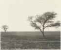 Burned-over area, with ostriches in the distance

