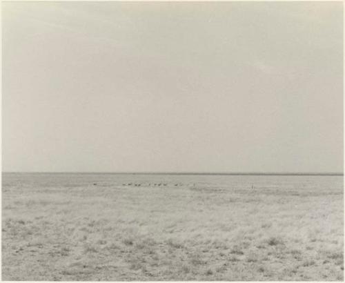 Herd of animals in a flat grassy plain in the distance


