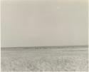 Herd of animals in a flat grassy plain in the distance

