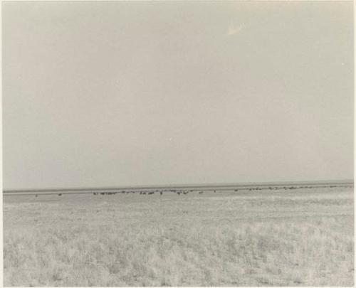 Herd of animals in a flat grassy plain in the distance

