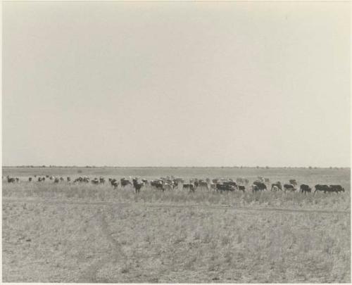 Herd of cattle in the distance (print is a cropped image)

