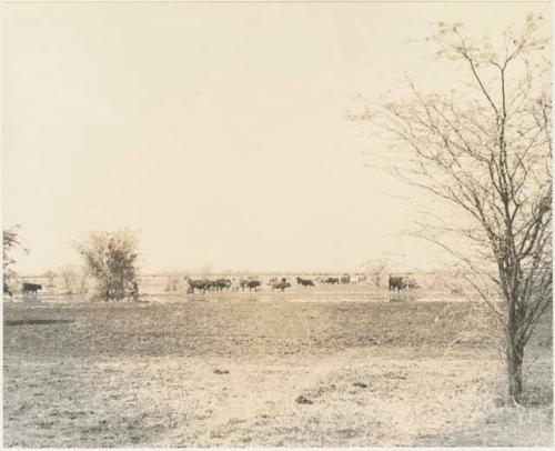 Herd of cattle on wet ground of Lake Ngami (print is a cropped image)







